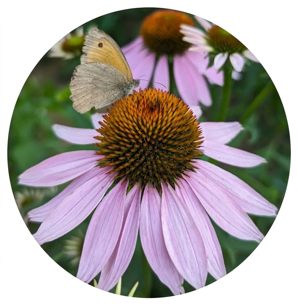 Butterfly resting on a purple echinacea flower
